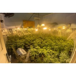 Polícia Militar localiza estufa com 415 pés de maconha em Campo Largo